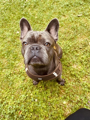Biete Deckrüden Französische Bulldogge an