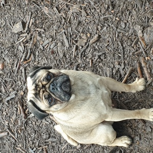 Mops ( Deckrüde)Kein Verkauf Bild 5