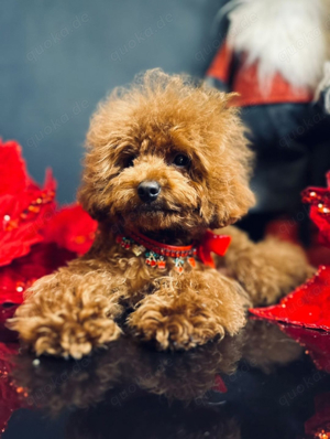 Deckrüde Asiatische Toy Pudel rot mit FCI Ahnentafel Bild 3