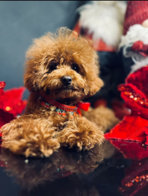 Deckrüde Asiatische Toy Pudel rot mit FCI Ahnentafel Bild 5