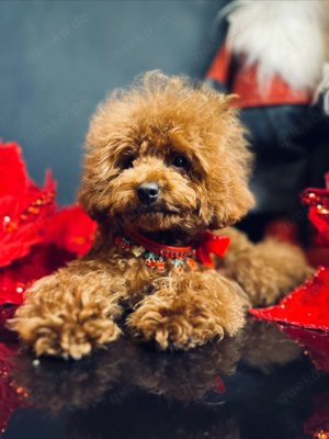 Deckrüde Asiatische Toy Pudel rot mit FCI Ahnentafel Bild 4