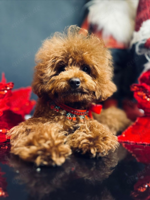 Deckrüde Asiatische Toy Pudel rot mit FCI Ahnentafel Bild 6