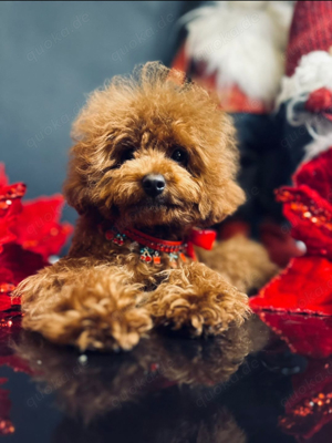 Deckrüde Asiatische Toy Pudel rot mit FCI Ahnentafel Bild 7