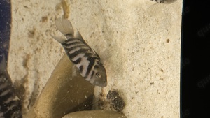 Zebrabuntbarsch