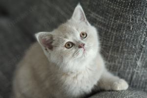 Britisch Kurzhaar Kitten, BKH mit Stammbaum in lilac Bild 3