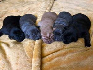 Wunderschöne reinrassige Labrador Welpen (Arbeitslinie)!