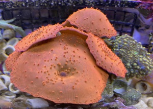 Discosoma red   rote scheibenanemone