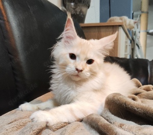 Maine Coon wunderschöne Junge zur Adoption