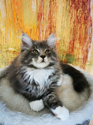 Reinrassiger Maine Coon Deckkater freut sich über Katzenbesuch (kein Verkauf) Bild 9