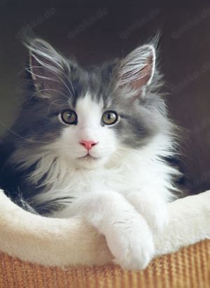 Reinrassiger Maine Coon Deckkater freut sich über Katzenbesuch (kein Verkauf) Bild 8