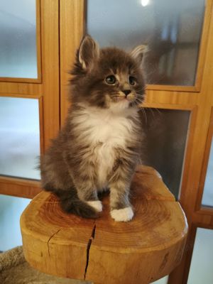Reinrassiger Maine Coon Deckkater freut sich über Katzenbesuch (kein Verkauf) Bild 10