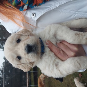 Goldene Retriever Welpen 