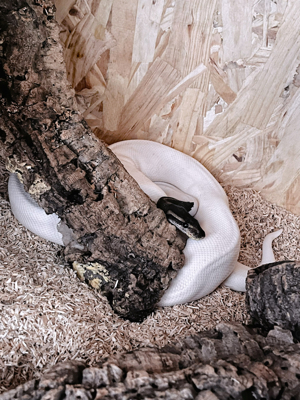 1.0 black pastel piebald 