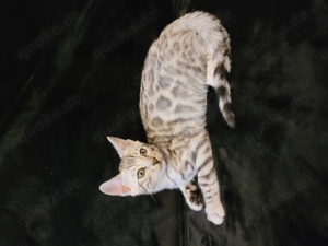 Bengal Kitten  männlich 