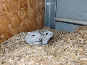 Rennmausjungtiere in verschiedenen Farben - M und W Bild 7