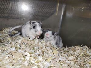 Rennmausjungtiere in verschiedenen Farben - M und W Bild 6