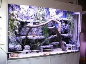 (M2) Bartagame Männchen ca. 33 - 35 cm Gesamtlänge in orange-rot (Versand möglich) Bild 8