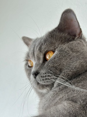 Deckkater BKH Blue BGR B Bild 2