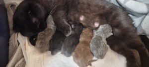 Deckkater BKH Blue BGR B Bild 7