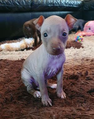 American Hairless Terrier Welpen