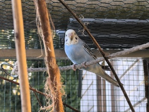 Schöne junge Wellis