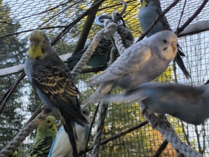 Schöne  Wellis Bild 5