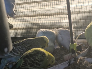 Schöne  Wellis Bild 10