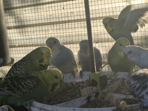 Schöne  Wellis Bild 8