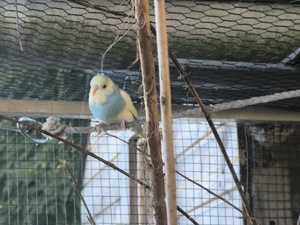 Schöne  Wellis Bild 6