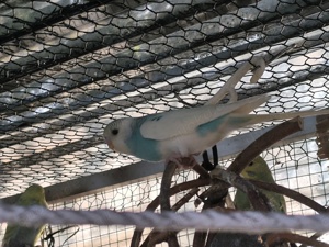 Schöne  Wellis Bild 7