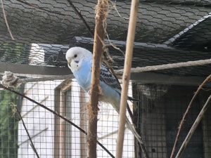 Schöne  Wellis Bild 4