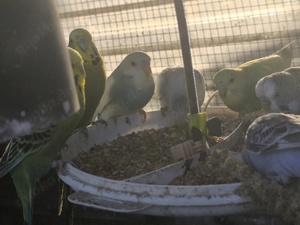 Schöne  Wellis Bild 3