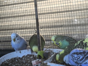 Schöne  Wellis Bild 2