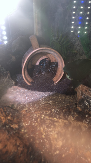 Schwarzer Thai Skorpion 