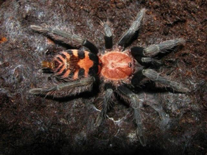 Vogelspinnen Hobbyaufgabe