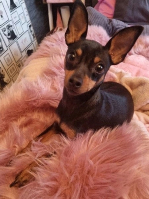 Zwergpinscher mit Papiere sucht Hündin zum Decken.Kein verkauf!!! Bild 3