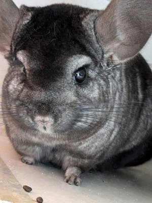 Chinchilla Weibchen sucht neues Zuhause 