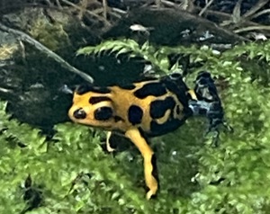 Ranitomeya imitator "Varadero"