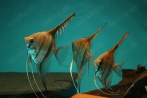 Manacapuru Rotrücken Skalar - Pterophyllum scalare - Fische Bild 3