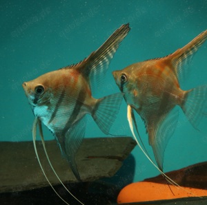 Manacapuru Rotrücken Skalar - Pterophyllum scalare - Fische Bild 2