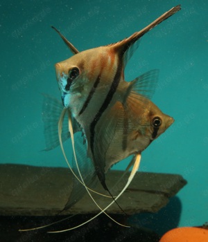 Manacapuru Rotrücken Skalar - Pterophyllum scalare - Fische Bild 1