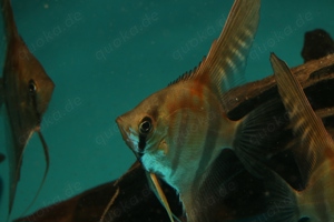 Manacapuru Rotrücken Skalar - Pterophyllum scalare - Fische Bild 4