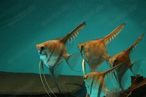 Manacapuru Rotrücken Skalar - Pterophyllum scalare - Fische Bild 6