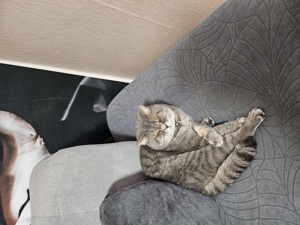 Ein BKH Deckkater nicht zum verkaufen  4 Jahre Jung hat schon mehrere Katzen gedeckt. Biler können S