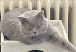 reinrassiger bkh deckkater   Deckung   Paarung Bild 3