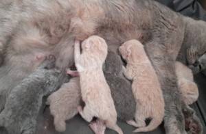 reinrassiger bkh deckkater   Deckung   Paarung Bild 5