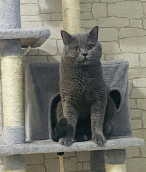 reinrassiger bkh deckkater   Deckung   Paarung Bild 4