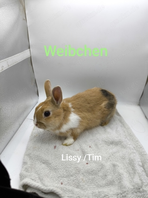 Zwergkaninchen Weibchen  Bild 6
