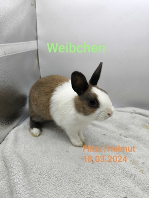 Zwergkaninchen Weibchen  Bild 3