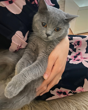 reinrassiger bkh deckkater   Deckung   Paarung Bild 6